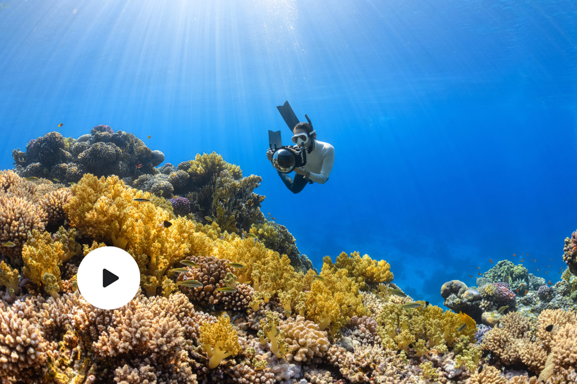 Underwater Shots from the Red Sea