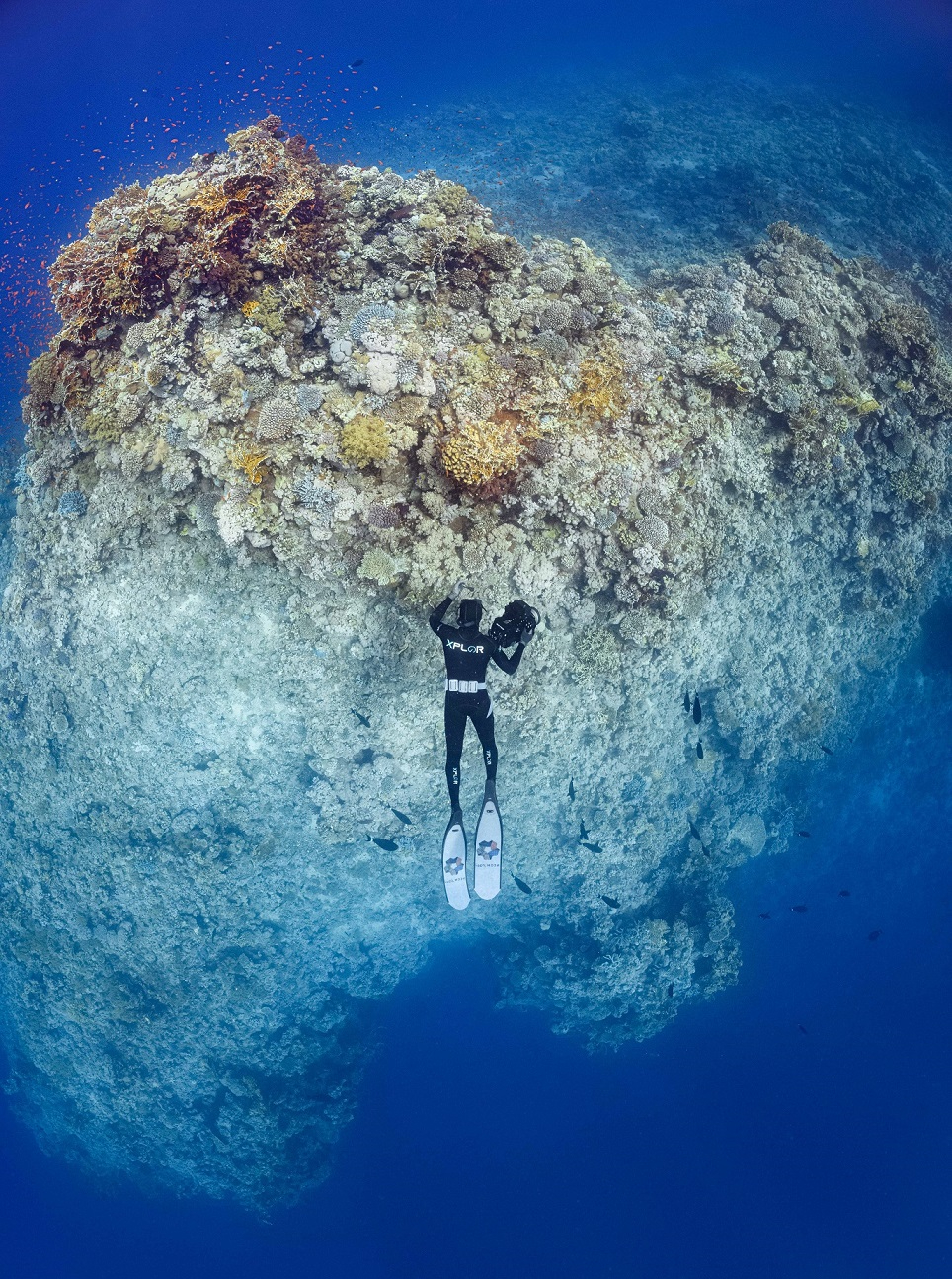 NEOM x OCEANX scientist exploring the Red Sea.